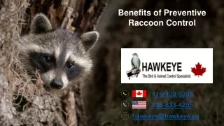 Preventive Raccoon Control: How Hawkeye Can Help Protect Your Property