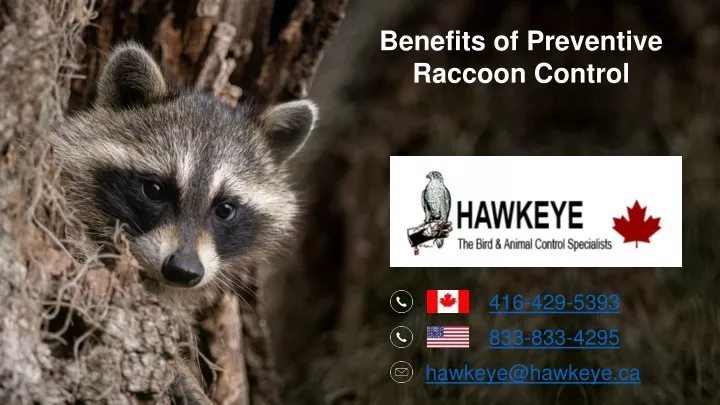 benefits of preventive raccoon control