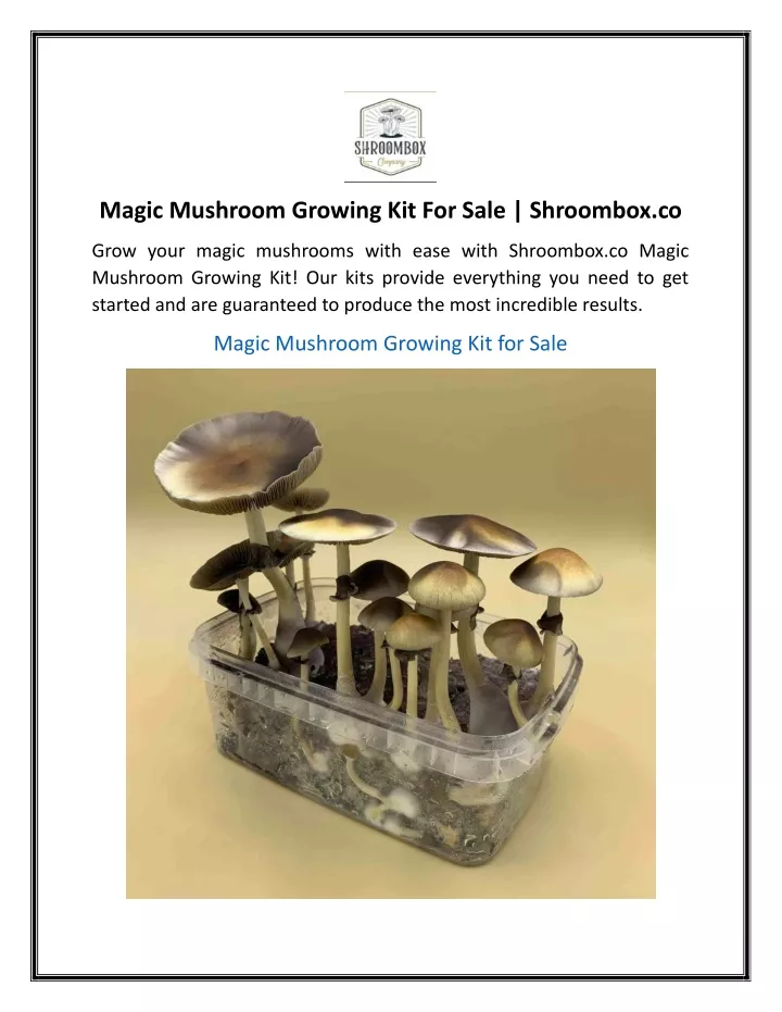 magic mushroom growing kit for sale shroombox co