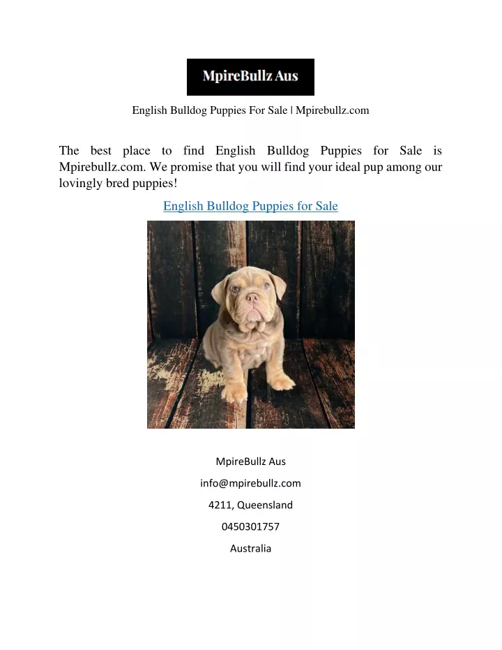 english bulldog puppies for sale mpirebullz com
