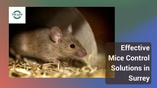 Effective Mice Control Solutions in Surrey