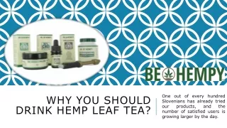 Why you should drink hemp leaf tea?