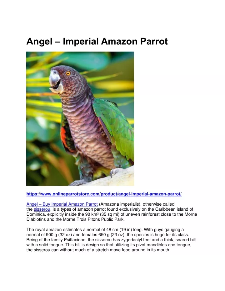 angel imperial amazon parrot