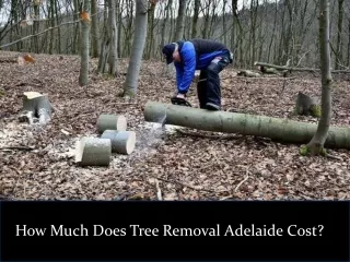 How Much Does Tree Removal Adelaide Cost?