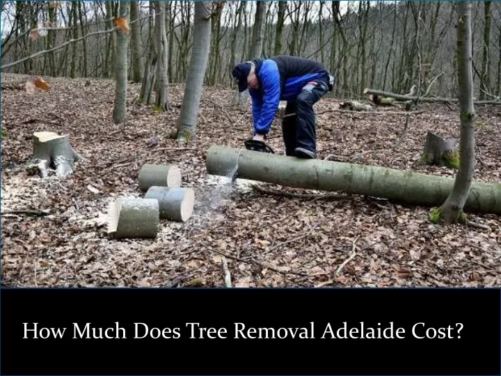 how much does tree removal adelaide cost