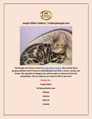 Jungle Kitten Cattery | Catterybengal.com
