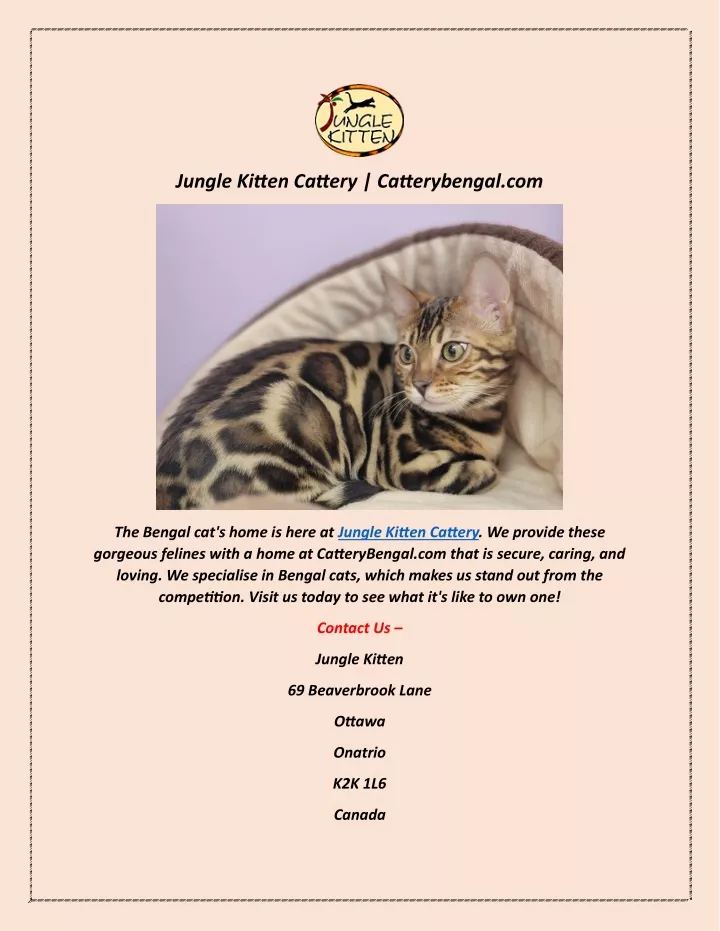 jungle kitten cattery catterybengal com