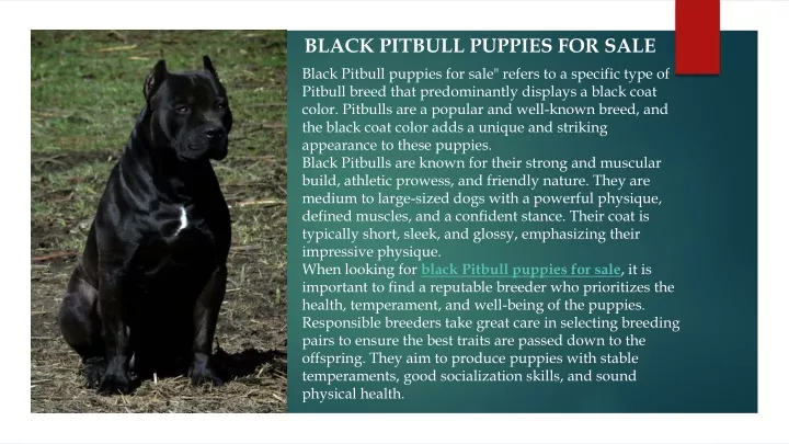 black pitbull puppies for sale