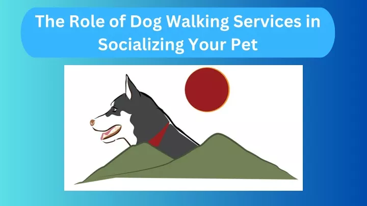 the role of dog walking services in socializing