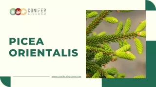 picea orientalis
