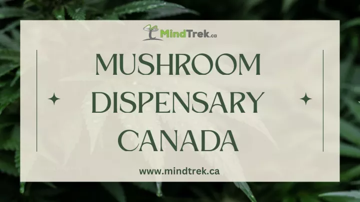mushroom dispensary canada