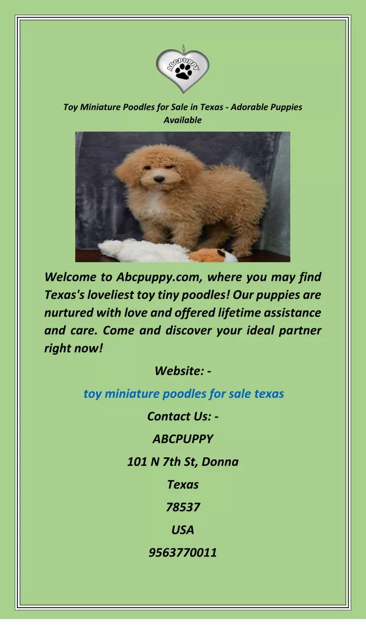 toy miniature poodles for sale in texas adorable