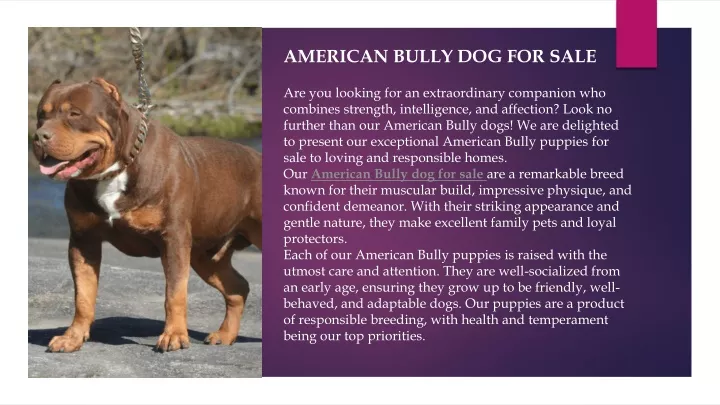 american bully dog for sale