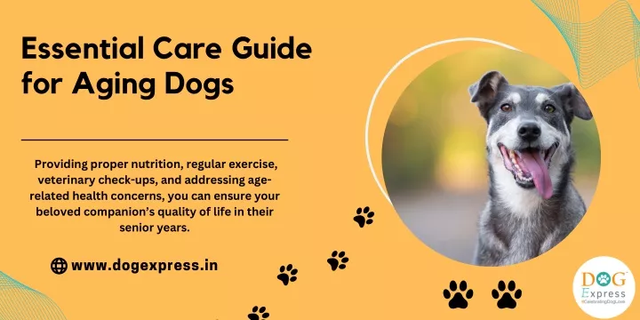 essential care guide for aging dogs