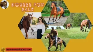 Uncover Exceptional Horses for Sale at Horsefinders.com