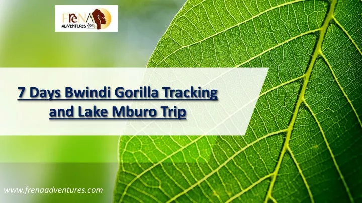 7 days bwindi gorilla tracking and lake mburo trip