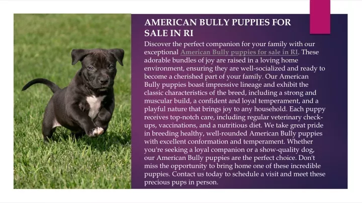 american bully puppies for sale in ri