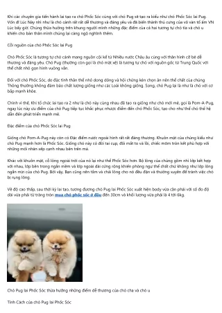 Những điều bạn nên biết về Kiểu như Chó Phốc Sóc Lai Pug