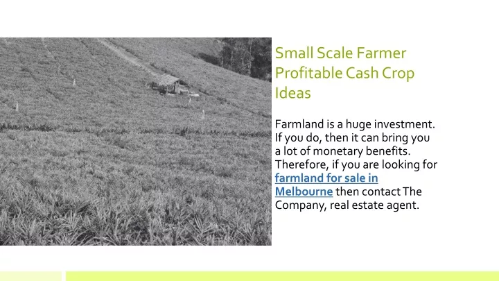 small scale farmer profitable cash crop ideas
