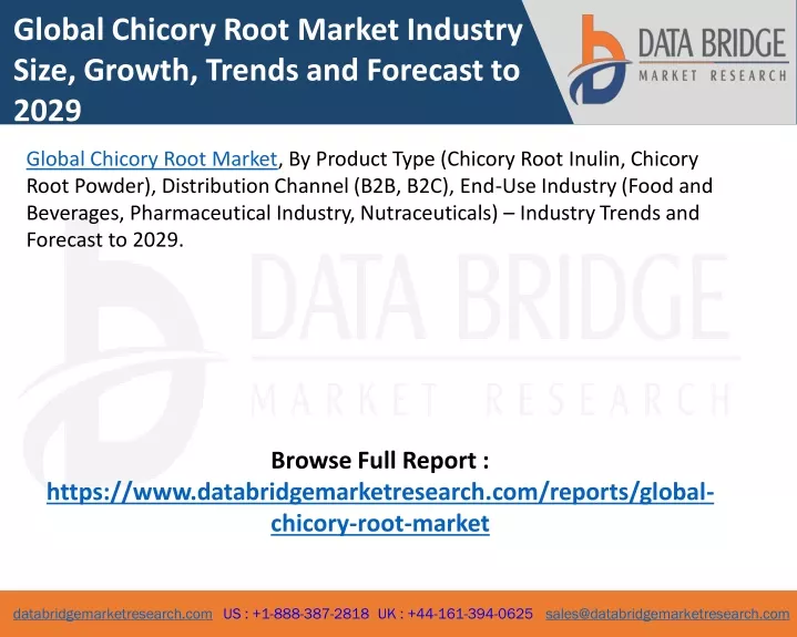 global chicory root market industry size growth