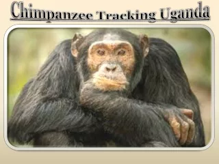 Chimpanzee Tracking Uganda