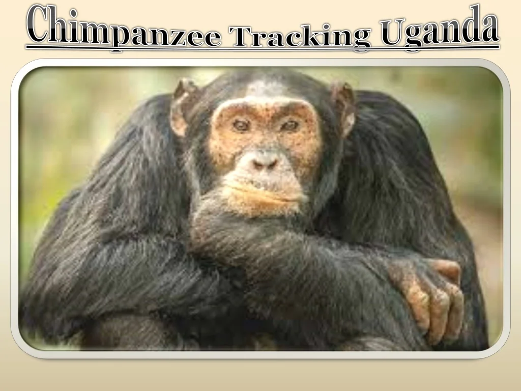 PPT - Chimpanzee Tracking Uganda PowerPoint Presentation, free download ...