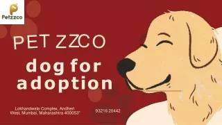 Find a Pet NGO Near You | PetzzCo
