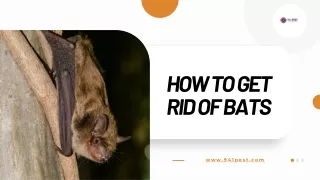 How To GET Rid Of Bats | 941 Pest