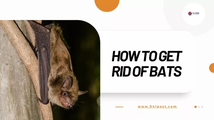 how to get rid of bats