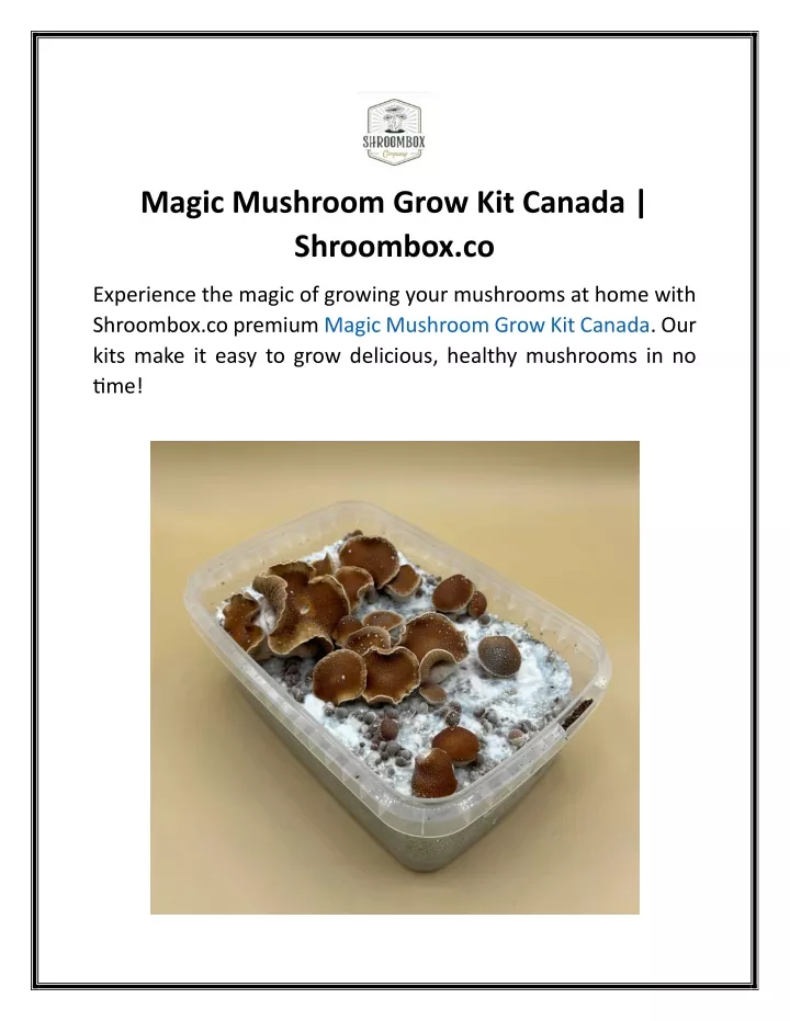 magic mushroom grow kit canada shroombox co