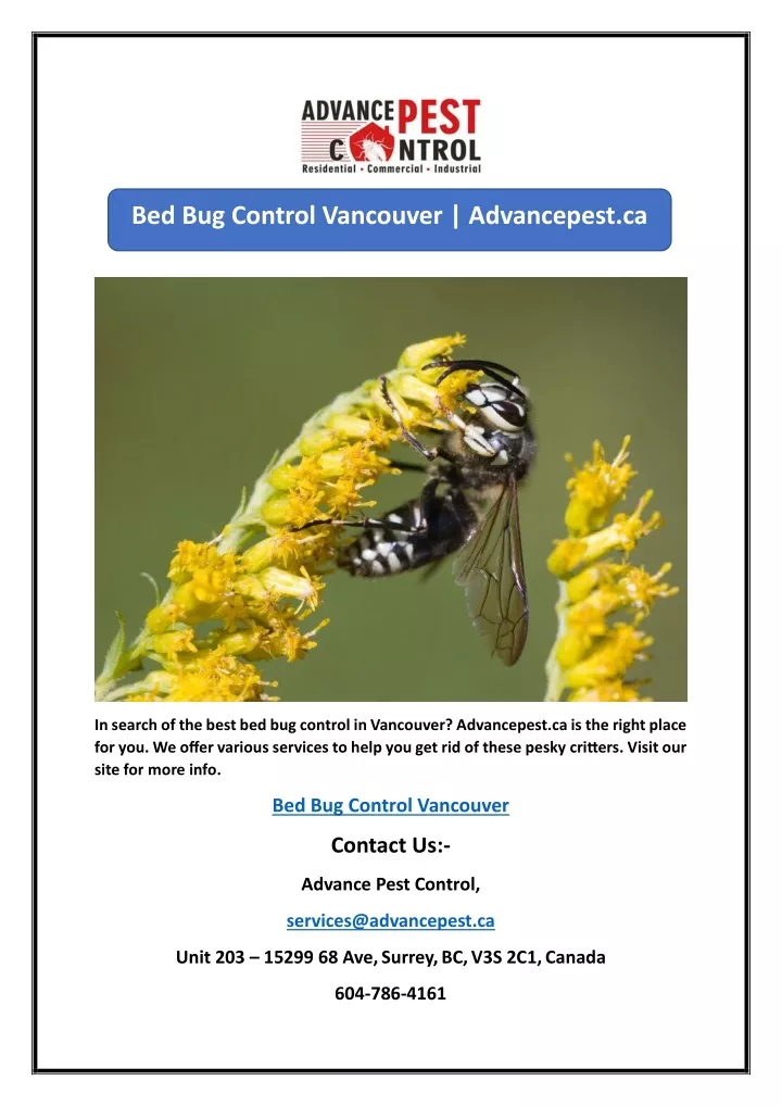 bed bug control vancouver advancepest ca