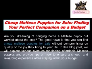 Cheap Maltese Puppies for Sale Finding Your Perfect Companion on a Budget