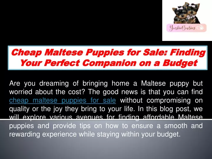 cheap maltese puppies for sale finding your