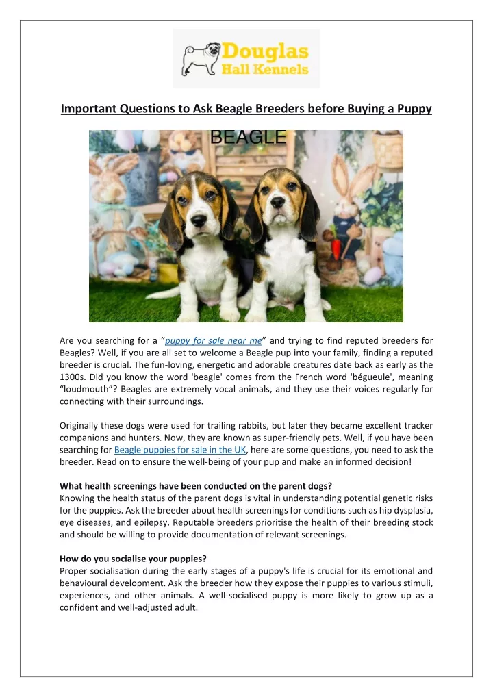 important questions to ask beagle breeders before