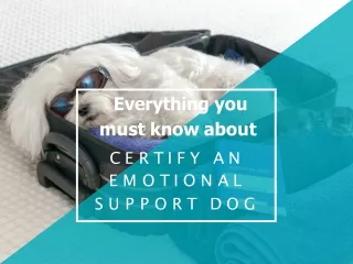 Everything you must know about Certify An Emotional Support Dog