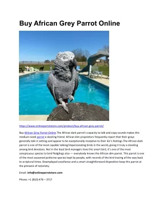 Buy African Grey Parrot Online