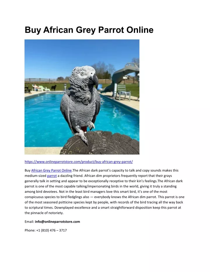 buy african grey parrot online