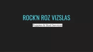 Best Licensed Vizsla Breeders In Texas