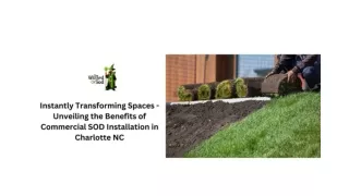 Instantly Transforming Spaces - Unveiling The Benefits Of Commercial SOD Installation In Charlotte NC