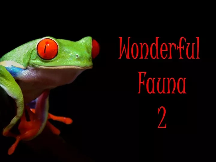 wonderful fauna 2