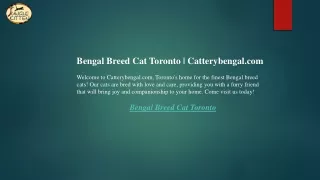Bengal Breed Cat Toronto  Catterybengal.com