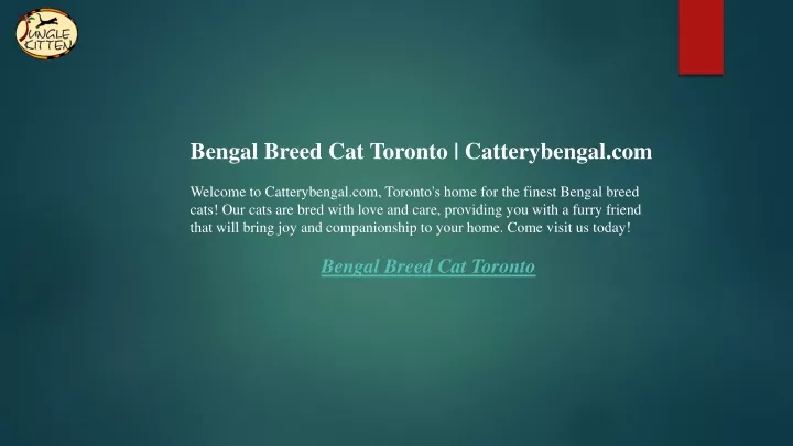 bengal breed cat toronto catterybengal