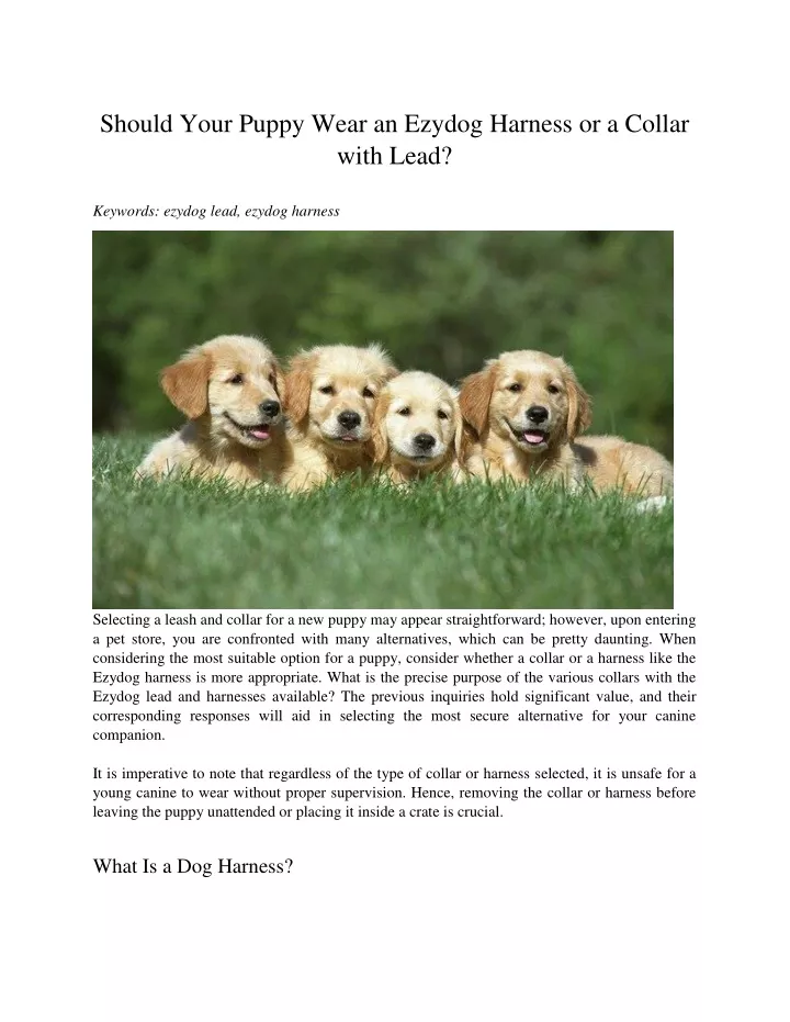 should your puppy wear an ezydog harness