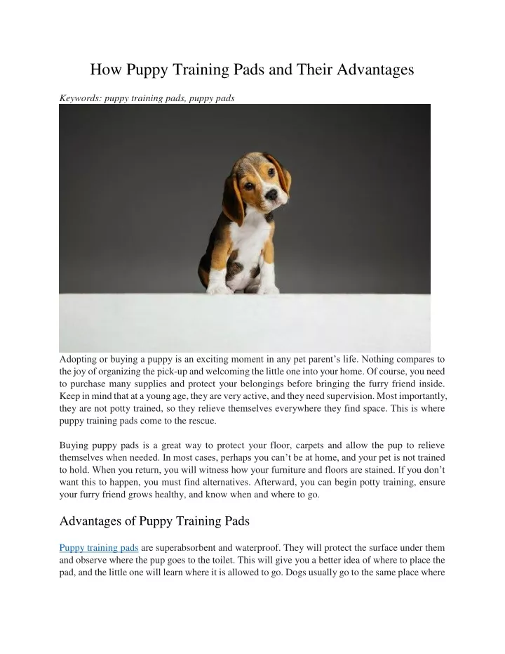 how puppy training pads and their advantages