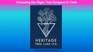 Choosing the Right Tree Surgeon in Cork