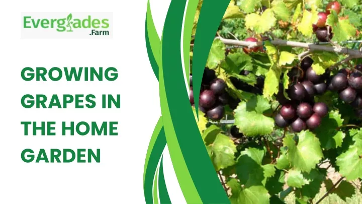 growing grapes in the home garden