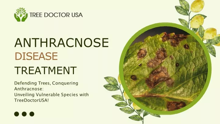 anthracnose disease treatment