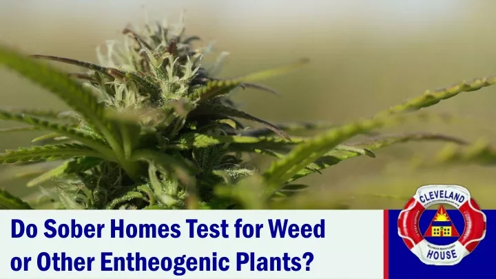 do sober homes test for weed or other entheogenic