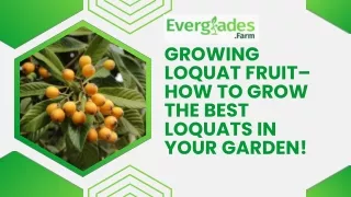 Growing Loquat Fruit – How to Grow the Best Loquats in Your Garden!