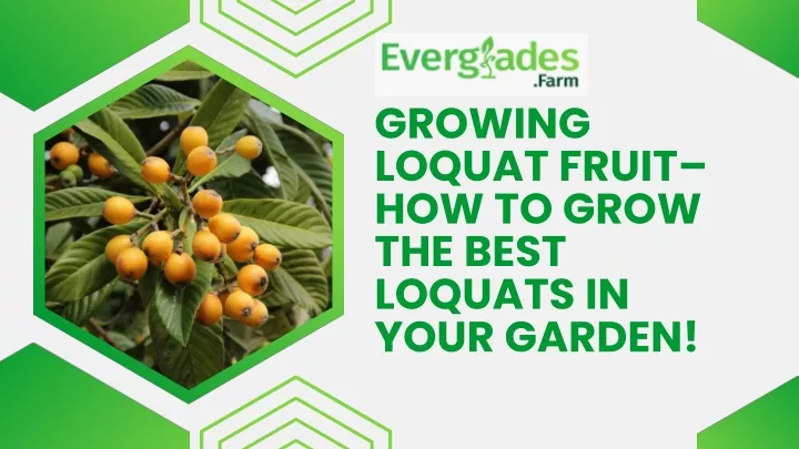 growing loquat fruit how to grow the best loquats